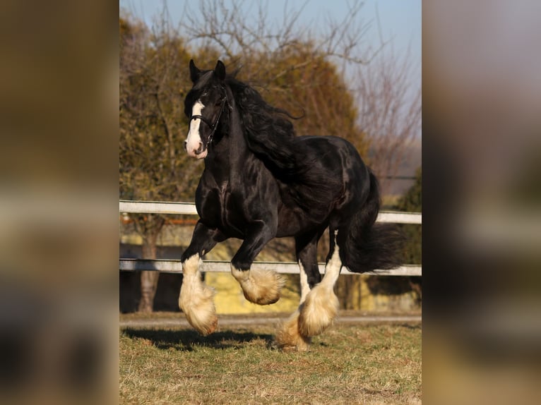 Shire Horse Semental 17 años 180 cm Negro in Bad F&#xFC;ssing