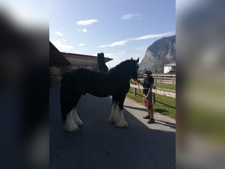 Shire Horse Semental 17 años 180 cm Negro in Bad F&#xFC;ssing