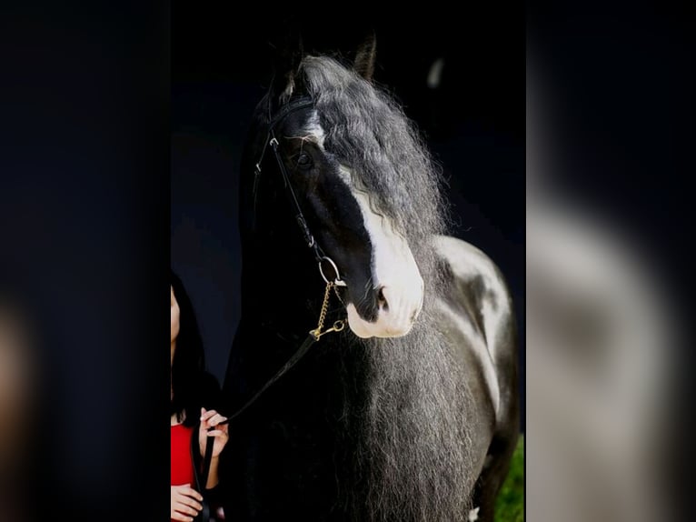 Shire Horse Semental 17 años 180 cm Negro in Bad F&#xFC;ssing