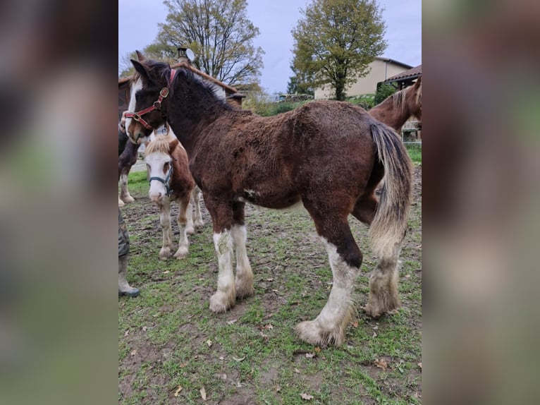 Shire Horse Semental 1 año 164 cm Castaño rojizo in Confolens