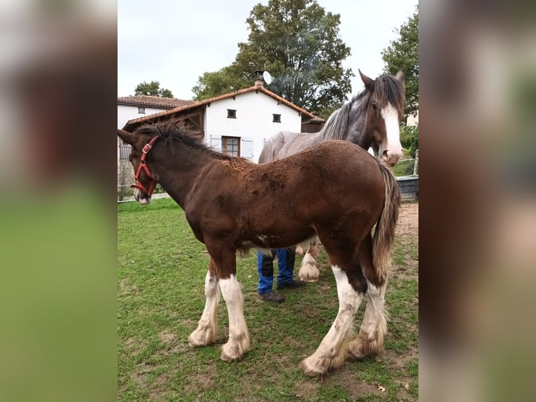 Shire Horse Semental 1 año 164 cm Castaño rojizo in Confolens