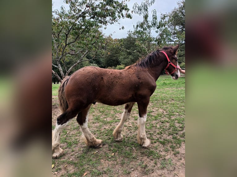 Shire Horse Semental 1 año 164 cm Castaño rojizo in Confolens