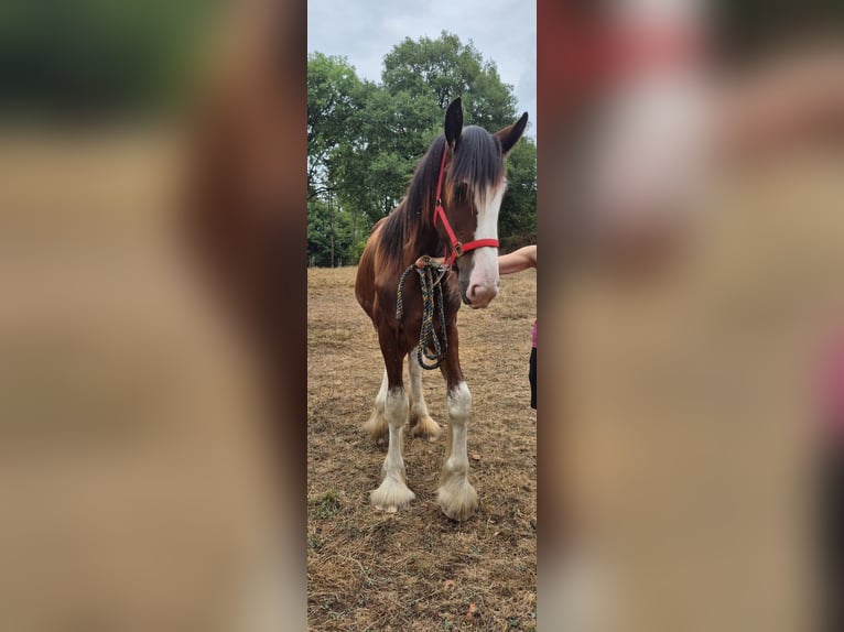 Shire Horse Semental 1 año 164 cm Castaño rojizo in Confolens