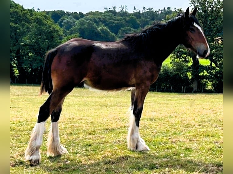 Shire Horse Semental 1 año  in whitegate