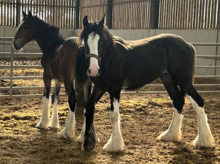 Shire Horse Semental 1 año  in whitchurch