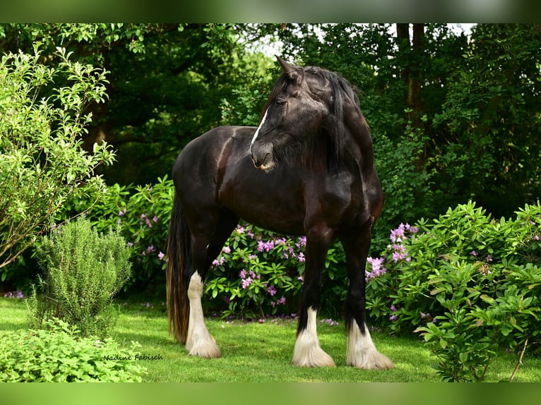 Shire Horse Semental 1 año Castaño in Friedeburg