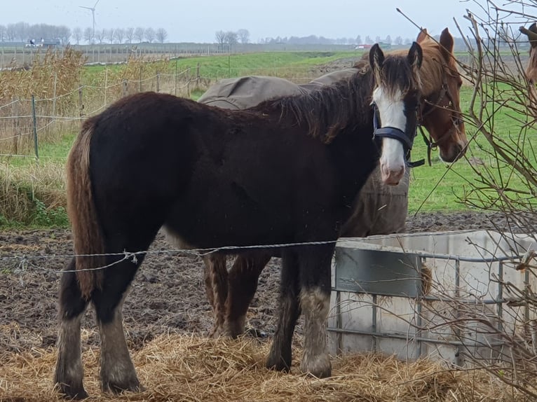 Shire Horse Semental 1 año Negro in Sint-Annaland
