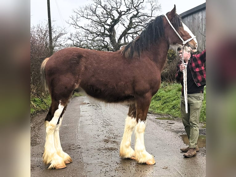 Shire Horse Semental 2 años  in northwich