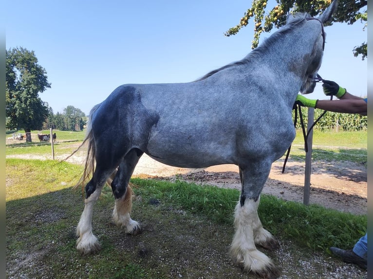 Shire Horse Semental 3 años 180 cm Tordo in Ried im Innkreis