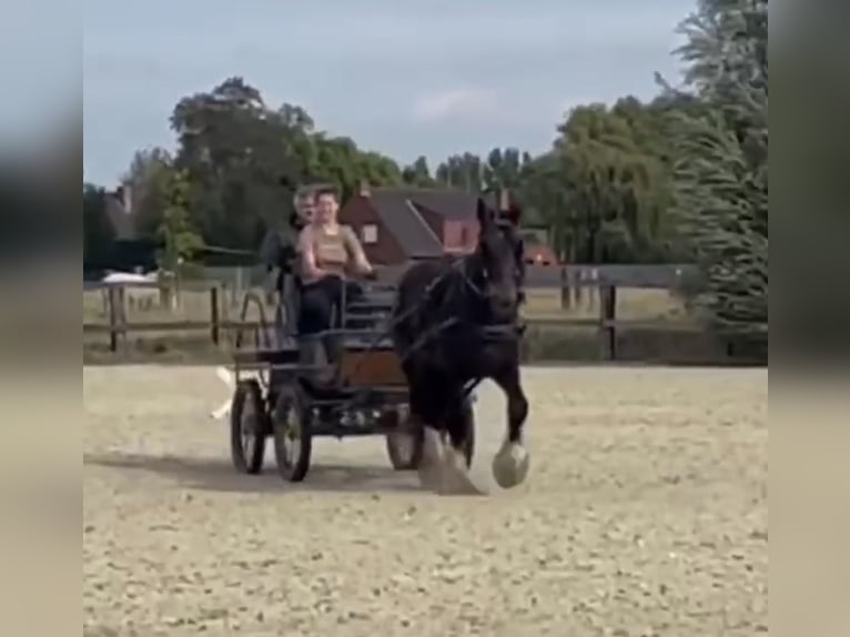 Shire Horse Semental 4 años 173 cm Morcillo in Oeselgem