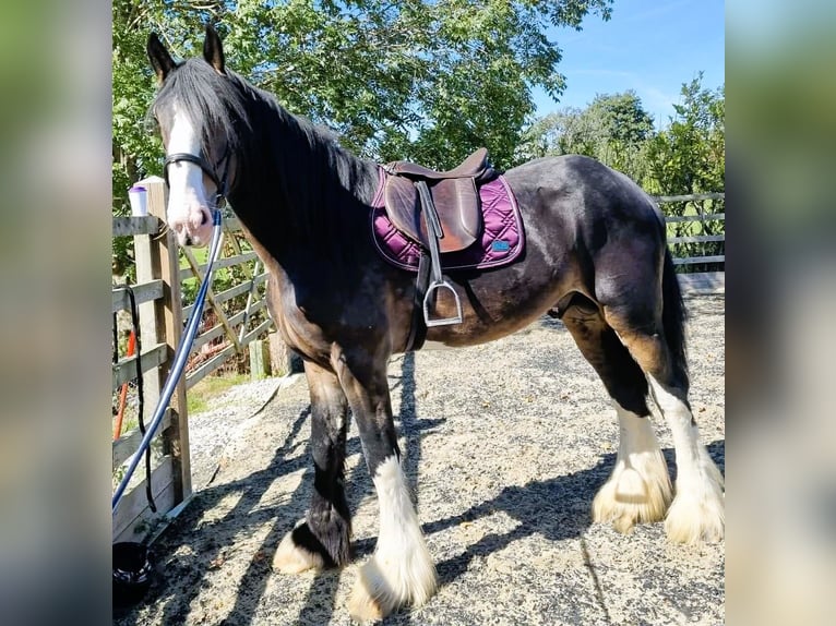 Shire Horse Semental 4 años in whitegate