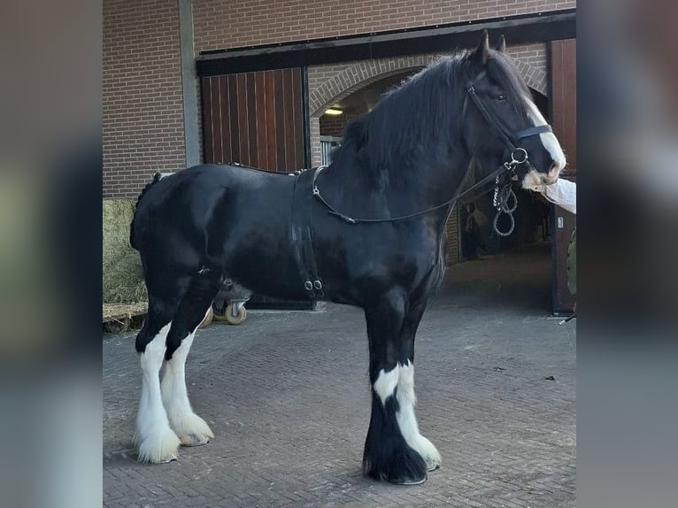 Shire Horse Semental 6 años 184 cm Negro in Markelo