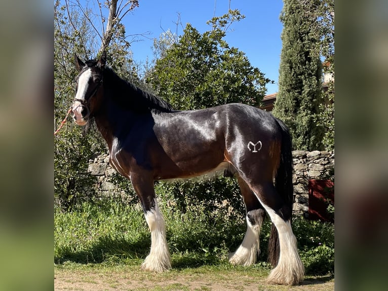 Shire Horse Semental 6 años 187 cm Castaño in Yecla De Yeltes