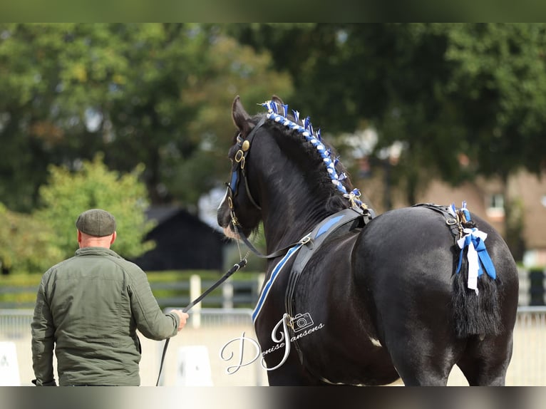 Shire Horse Semental 8 años 180 cm Negro in Sint laureins
