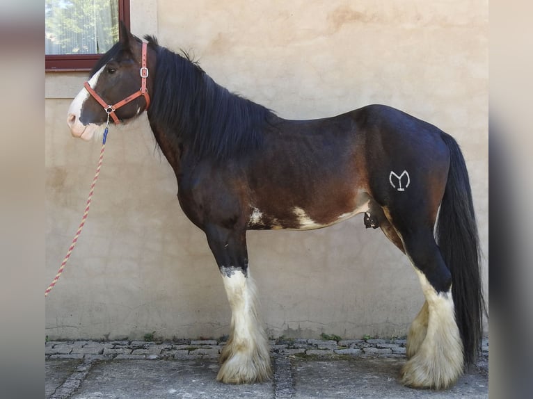 Shire Horse Semental 8 años 185 cm Castaño in Yecla De Yeltes