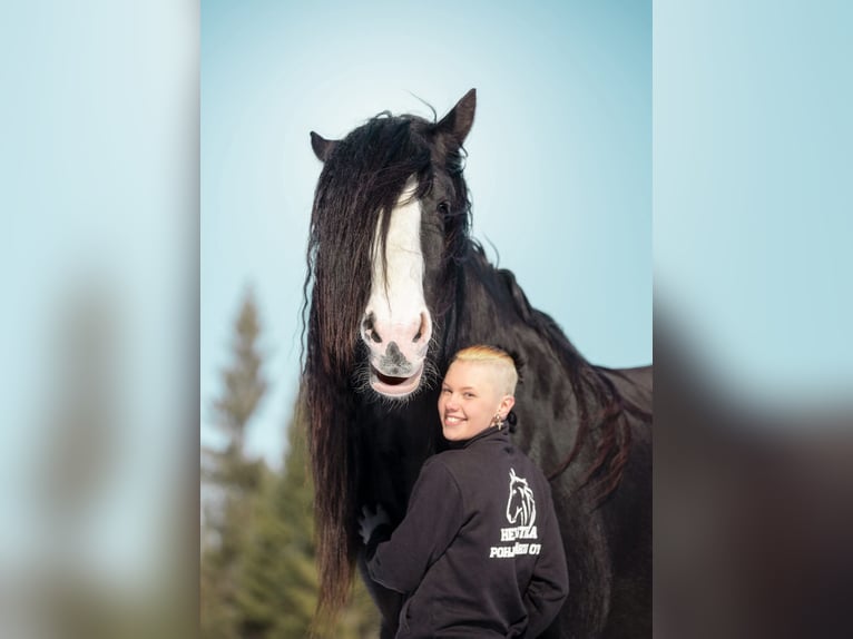 Shire Horse Semental 8 años 190 cm Negro in Keminmaa