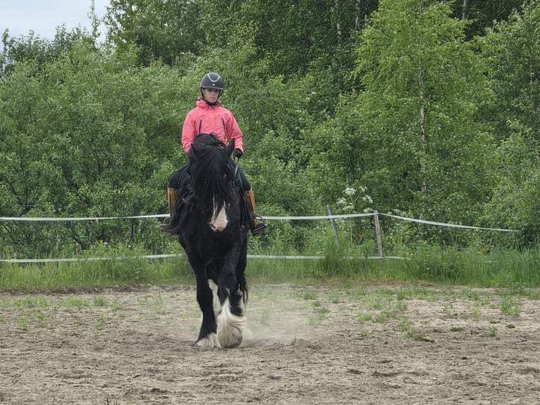 Shire Horse Semental 8 años 190 cm Negro in Keminmaa