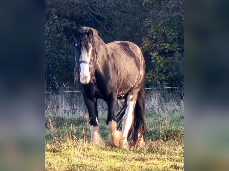 Shire Horse Semental 8 años Negro in Kolberg