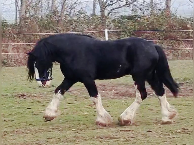 Shire Horse Semental 8 años Negro in Kolberg