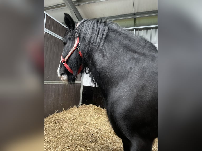 Shire Horse Semental in Taunton