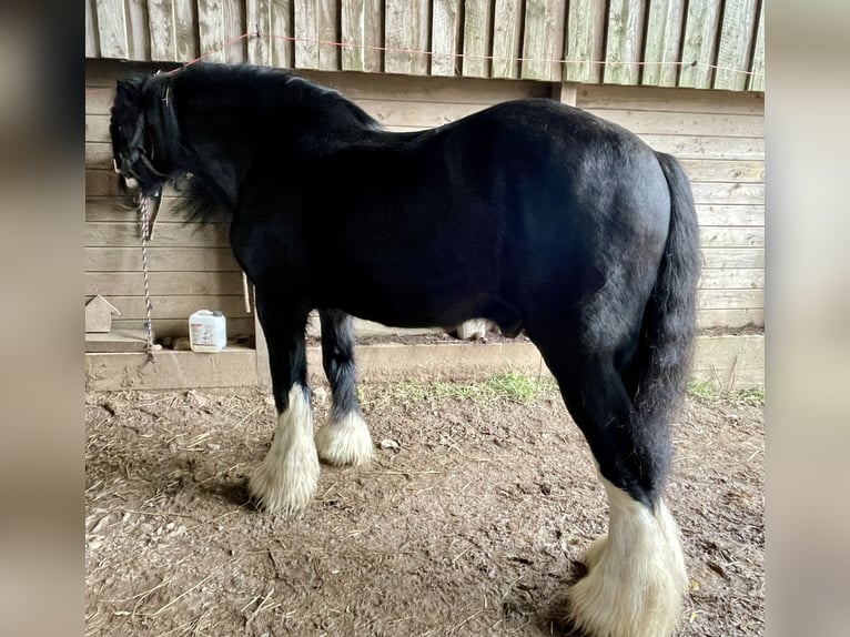 Shire Horse Semental in Taunton