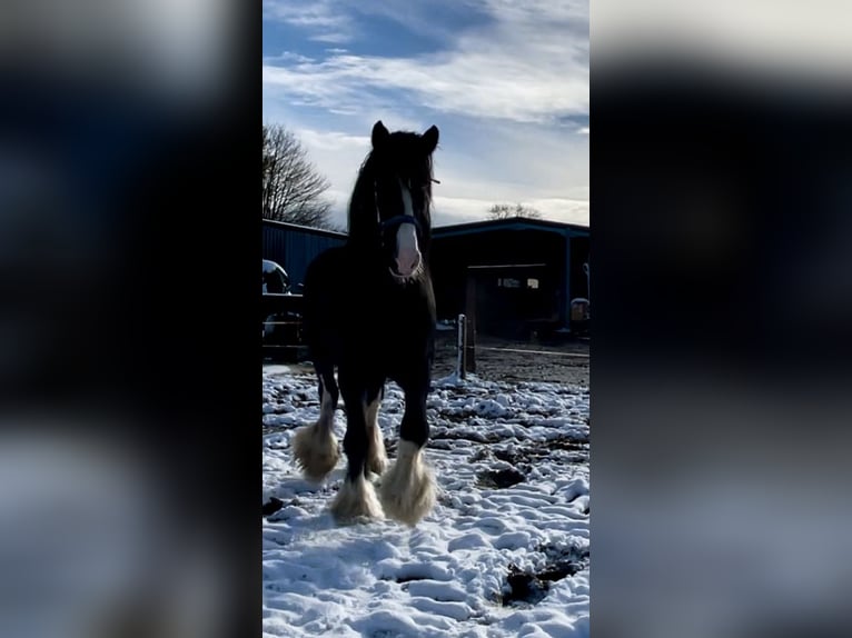 Shire Horse Semental in Taunton