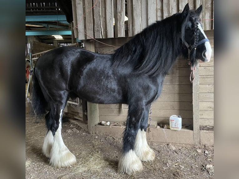 Shire Horse Semental in Taunton