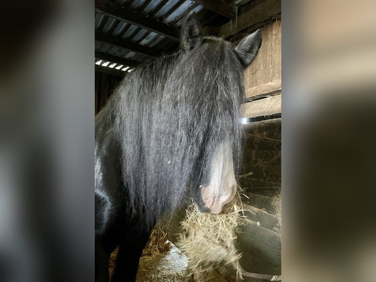 Shire Horse Semental in Taunton