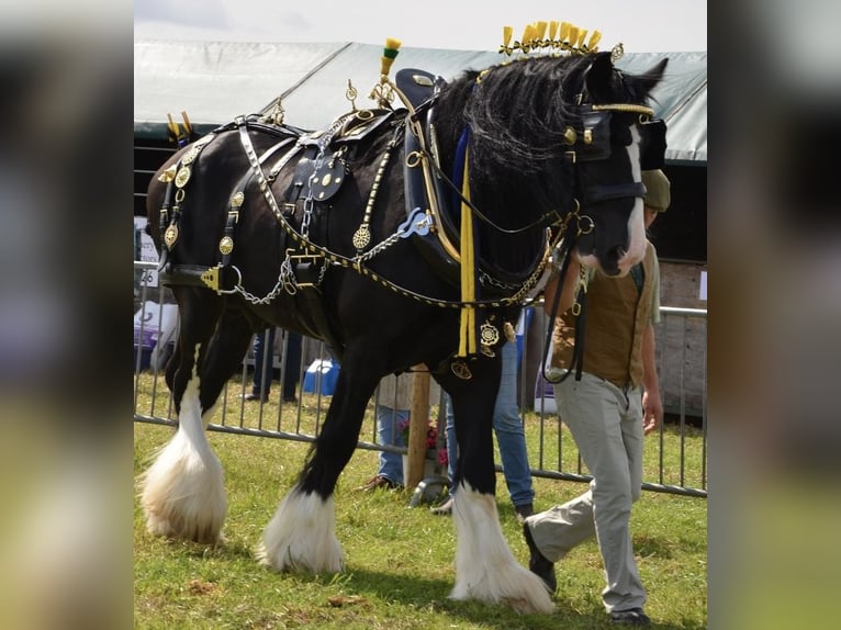 Shire Horse Semental in Taunton