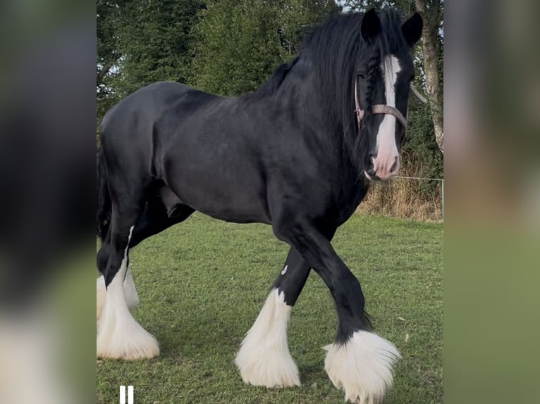 Shire Horse Semental Negro in Taunton