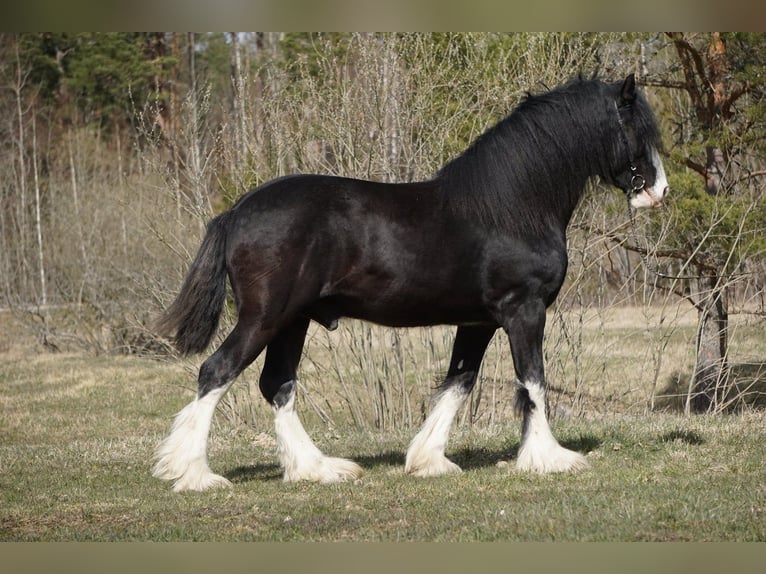 Shire Horse Semental Negro in Östervåla