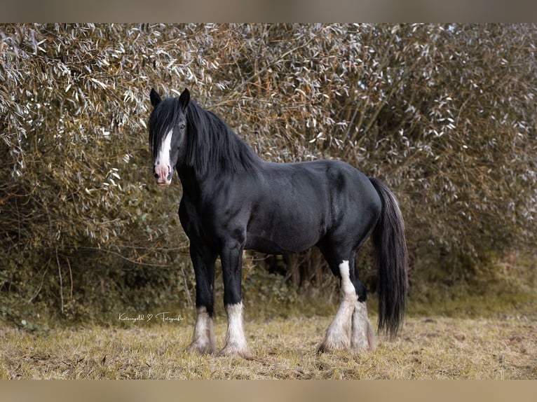 Shire Horse Semental Negro in Essen