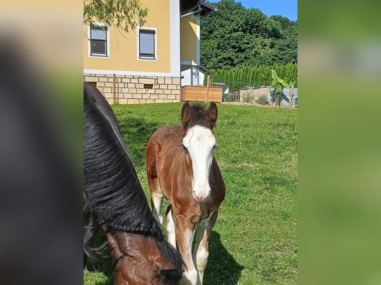 Shire Horse Semental Potro (04/2024) 146 cm Castaño in Gnas