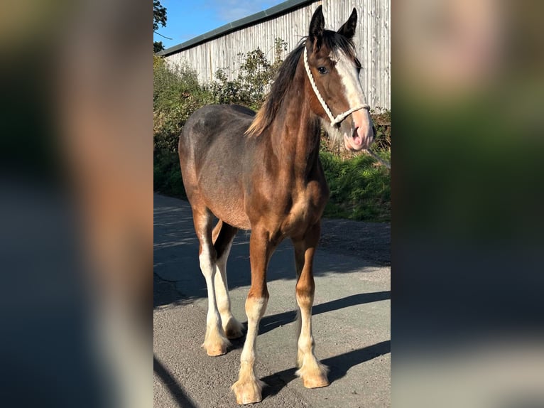 Shire Horse Semental Potro (01/2026)  in marbury