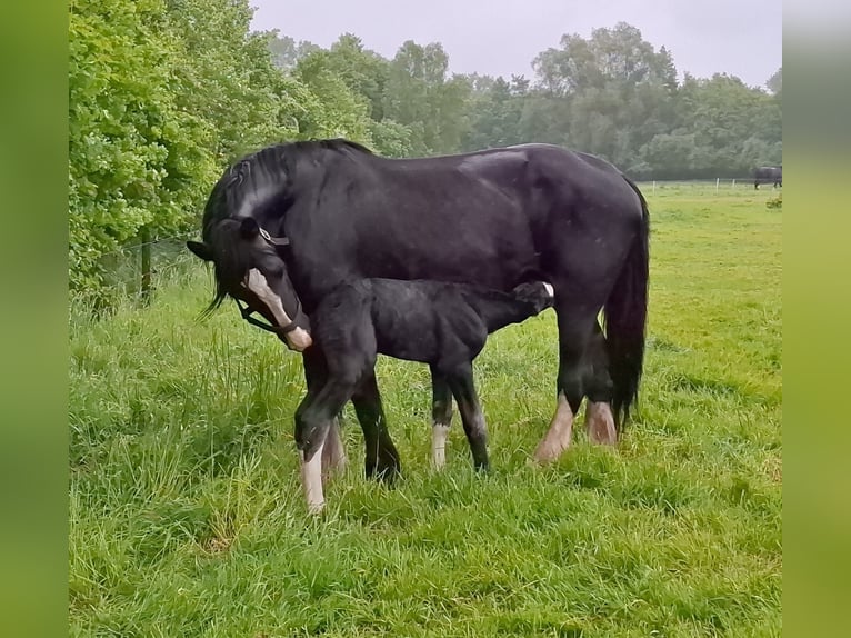 Shire Horse Semental Potro (05/2025) Tordo in Halle