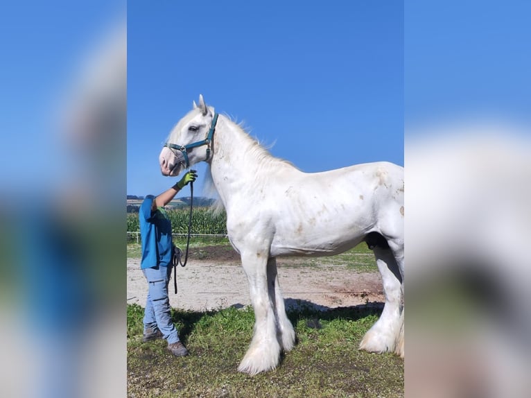 Shire Horse Stallion 10 years 18.3 hh Grey in Ried im Innkreis