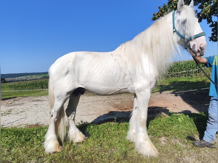 Shire Horse Stallion 10 years 19 hh Grey in Ried im Innkreis