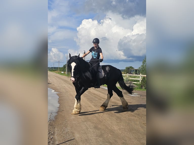 Shire Horse Stallion 15 years 17,2 hh Black in Palanga