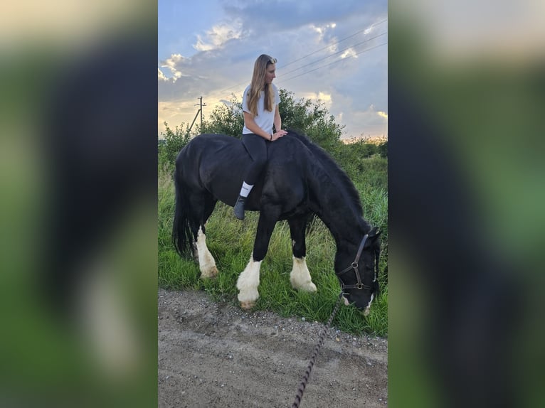Shire Horse Stallion 15 years 17,2 hh Black in Palanga