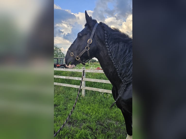 Shire Horse Stallion 15 years 17,2 hh Black in Palanga