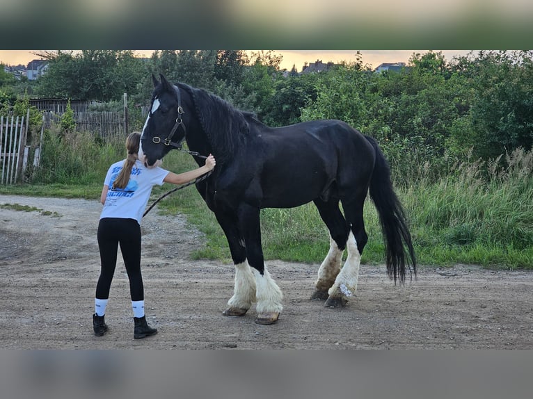 Shire Horse Stallion 15 years 17,2 hh Black in Palanga
