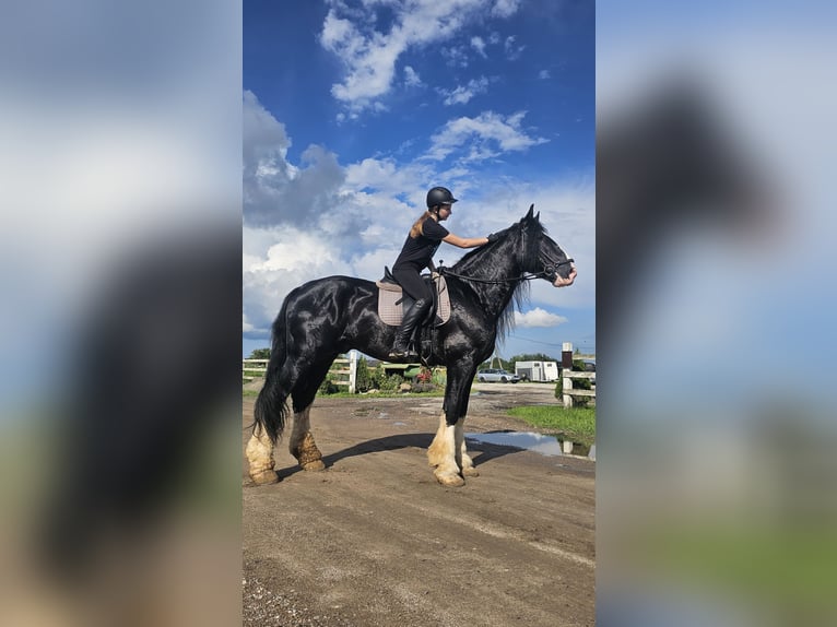 Shire Horse Stallion 15 years 17,2 hh Black in Palanga