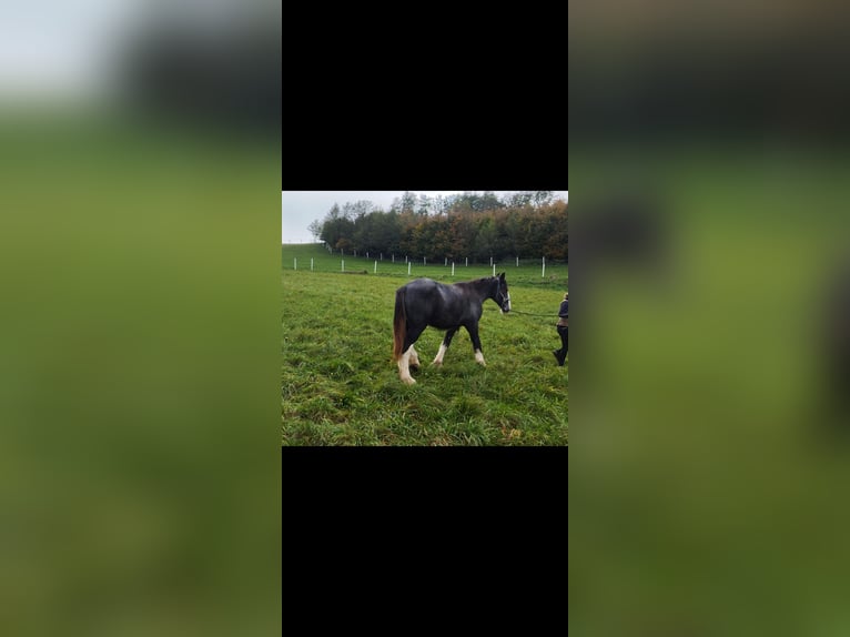 Shire Horse Stallion 1 year 17 hh Black in Salzburg