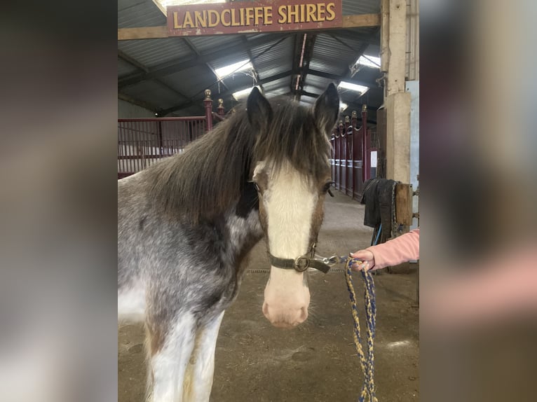 Shire Horse Stallion 1 year 17 hh Roan-Red in York