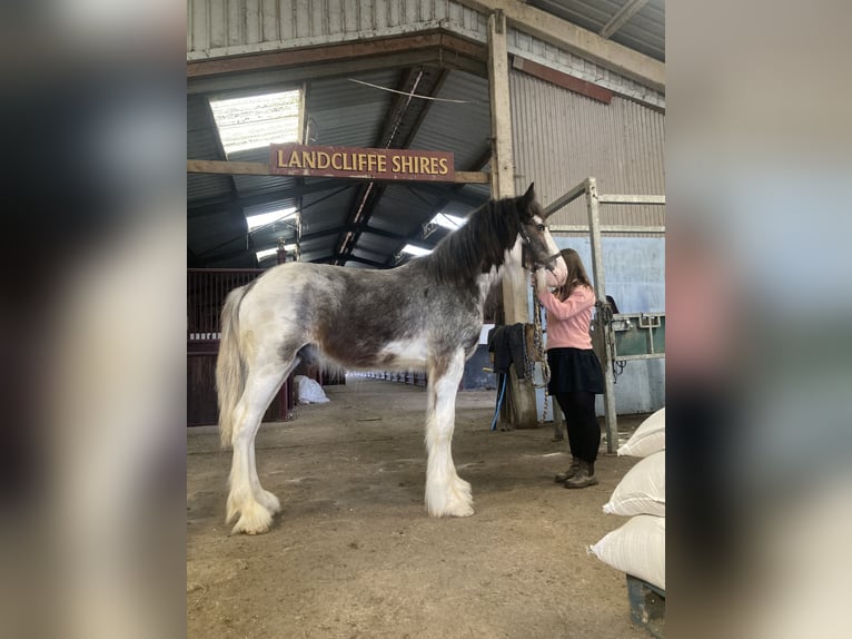 Shire Horse Stallion 1 year 17 hh Roan-Red in York