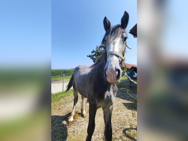 Shire Horse Stallion 1 year 17,2 hh Grey in Ried im Innkreis Shire Horse Stallion 1 year 17,2 hh Grey in Ried im Innkreis