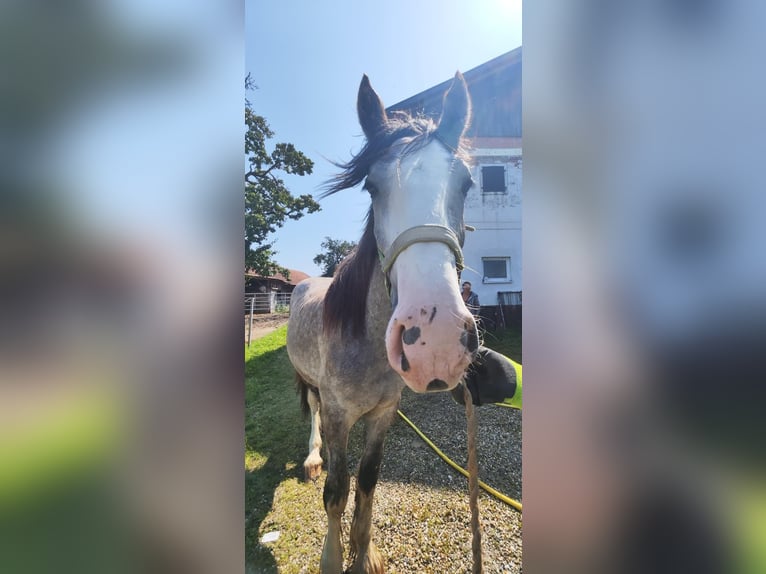 Shire Horse Stallion 1 year 17,2 hh Grey in Ried im Innkreis Shire Horse Stallion 1 year 17,2 hh Grey in Ried im Innkreis