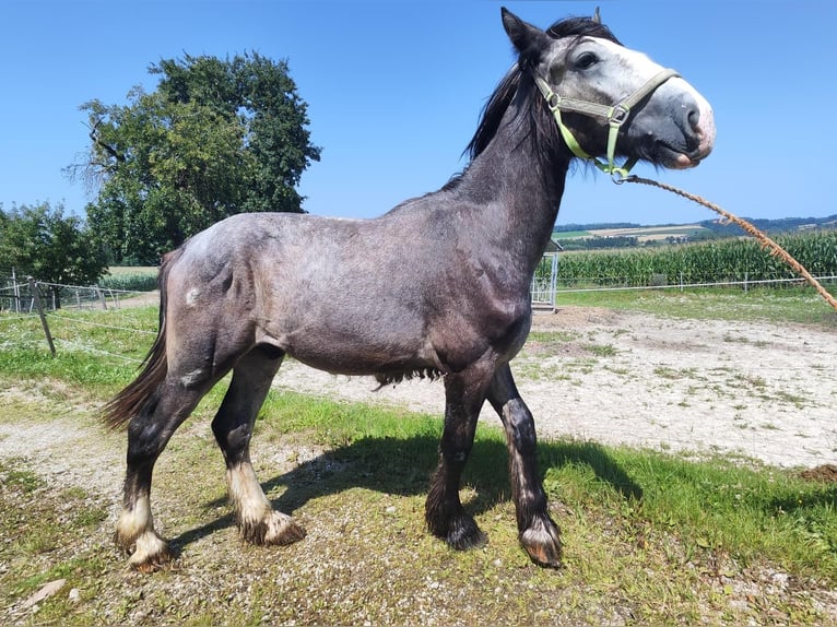 Shire Horse Stallion 1 year 17,2 hh Grey in Ried im Innkreis Shire Horse Stallion 1 year 17,2 hh Grey in Ried im Innkreis
