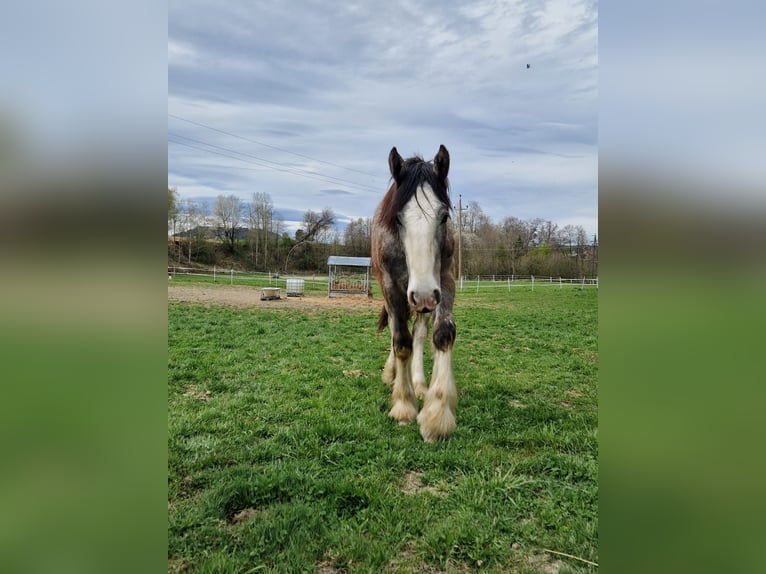 Shire Horse Stallion 1 year 17,2 hh Grey in Ried im Innkreis