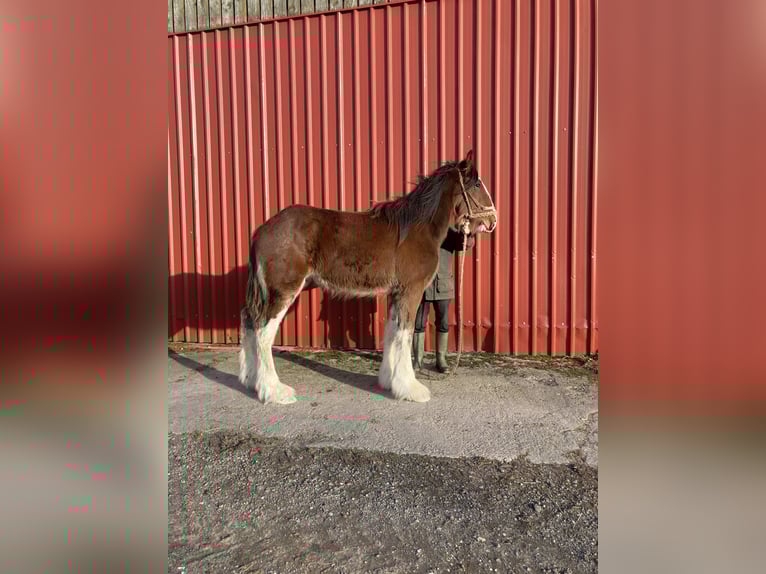 Shire Horse Stallion 1 year 18 hh Bay in York